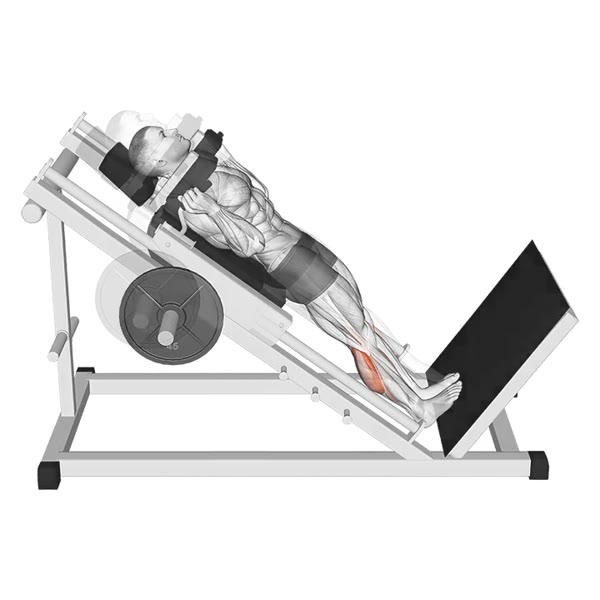 Inclined Twin Extension Machine — ejercicio de General, nivel Intermedio