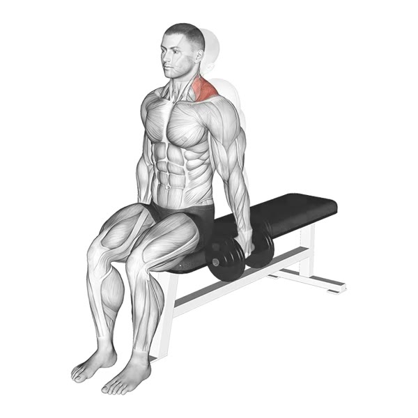 Isolated Dumbbell Shrug — ejercicio de Hombros, nivel Principiante