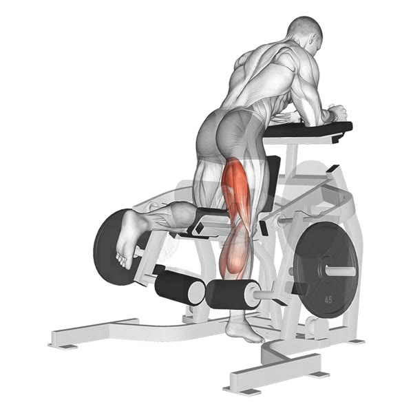 Isolated Leg Curl on Machine — ejercicio de Bíceps, nivel Intermedio