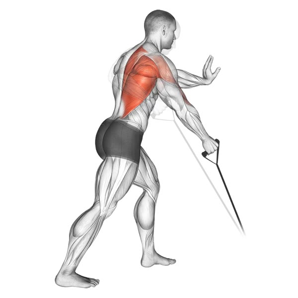 Isolated Lower Oar with Band — ejercicio de General, nivel Intermedio