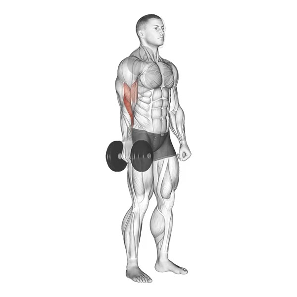 Isolated Neutral Dumbbell Curl — ejercicio de Bíceps, nivel Intermedio