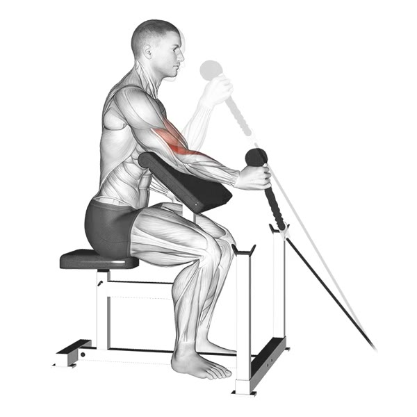 Isolated Neutral Scott Bench Curl with Pulley — ejercicio de Pecho, nivel Intermedio