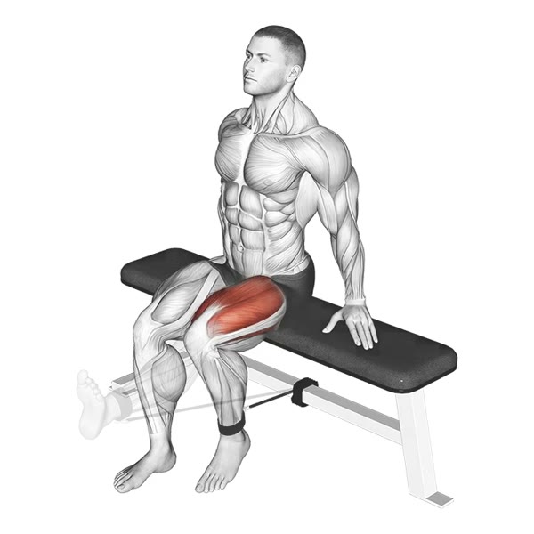 Isolated Quadriceps Extension with Band — ejercicio de Pierna, nivel Intermedio