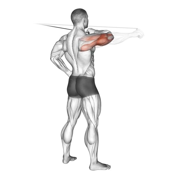Isolated Rear Extension on High Pulley — ejercicio de Tríceps, nivel Avanzado