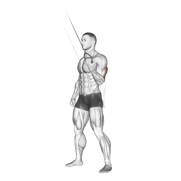 Isolated Vertical Extension in Supination on High Pulley — ejercicio de General, nivel Intermedio