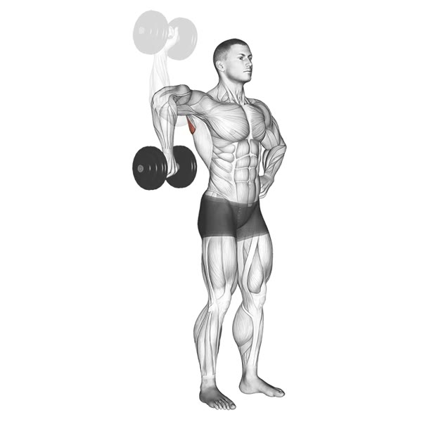 Isolated Vertical Rotation with Dumbbell — ejercicio de Hombros, nivel Intermedio