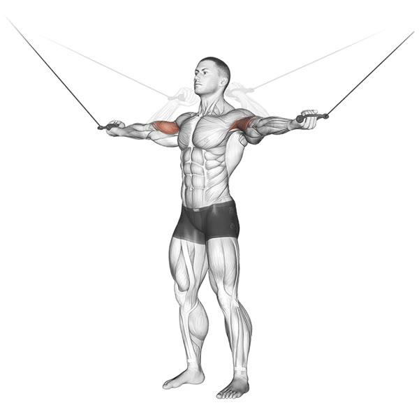 Lateral Curl in Supination with Pulley — ejercicio de Bíceps, nivel Intermedio