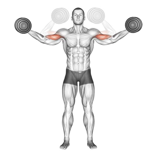 Lateral Curl with Dumbbells — ejercicio de Bíceps, nivel Intermedio