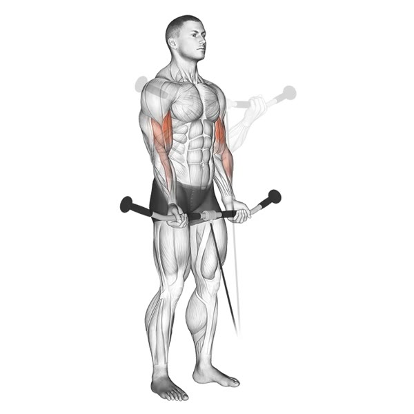 Low Pulley Supination Curl — ejercicio de Bíceps, nivel Intermedio