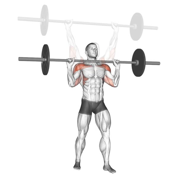 Military Press with Barbell — ejercicio de Hombros, nivel Intermedio