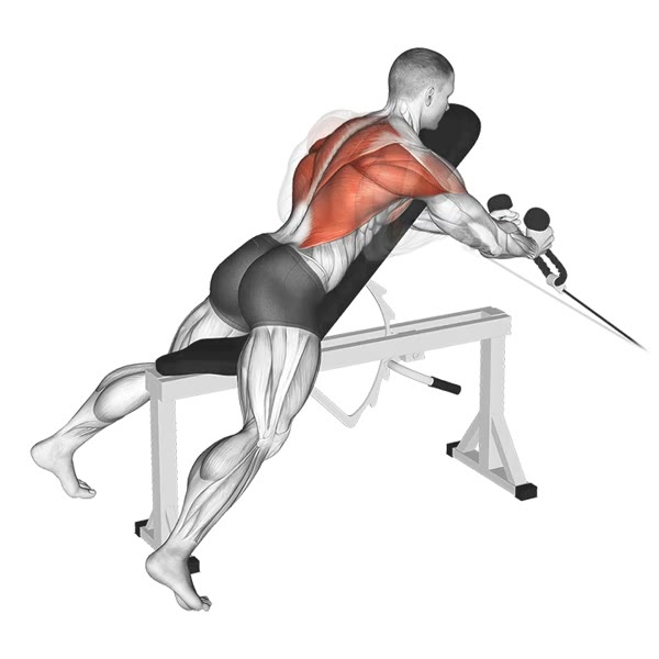 Neutral Pronated Decline Row on Pulley — ejercicio de Espalda, nivel Intermedio