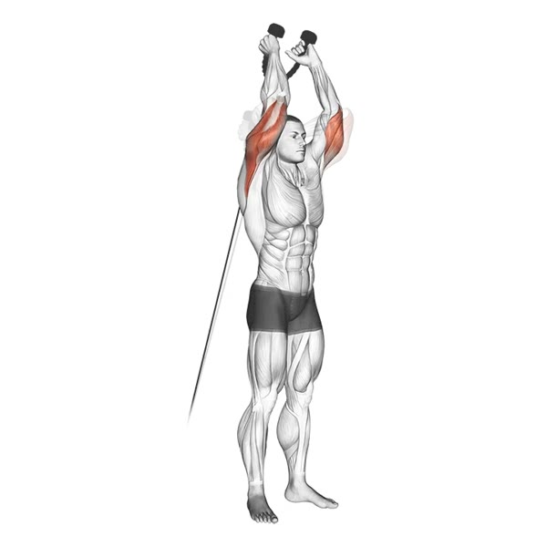 Neutral Vertical Extension on Low Pulley — ejercicio de Tríceps, nivel Intermedio