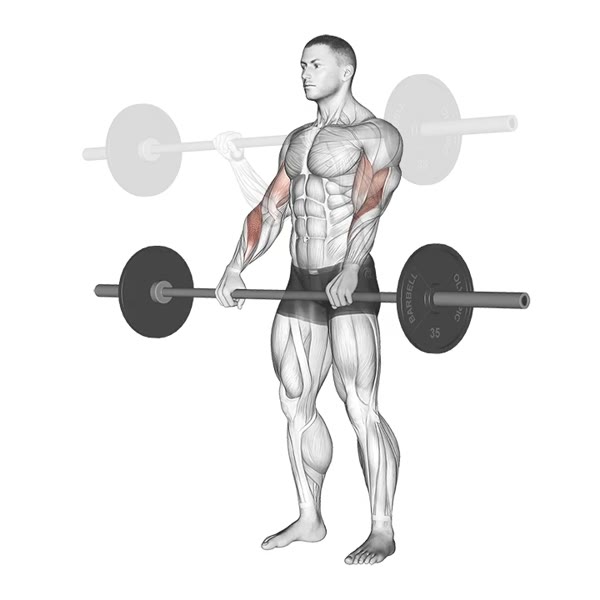 Open Pronation Curl with Barbell — ejercicio de Bíceps, nivel Intermedio