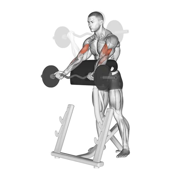 Open Supinated Curl on Scott Bench with Z Bar — ejercicio de Pecho, nivel Intermedio