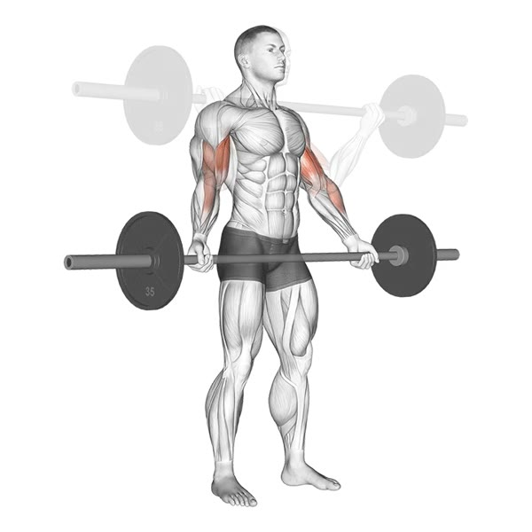 Open Supinated Curl With Barbell — ejercicio de Bíceps, nivel Intermedio