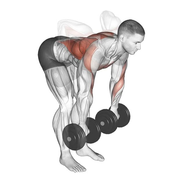 Pronated Dumbbell Row — ejercicio de Espalda, nivel Principiante