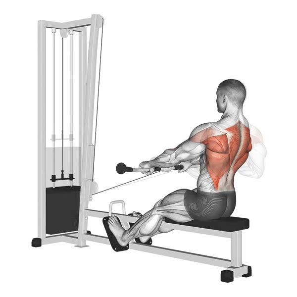 Pronated Horizontal Row on Pulley — ejercicio de Espalda, nivel Intermedio