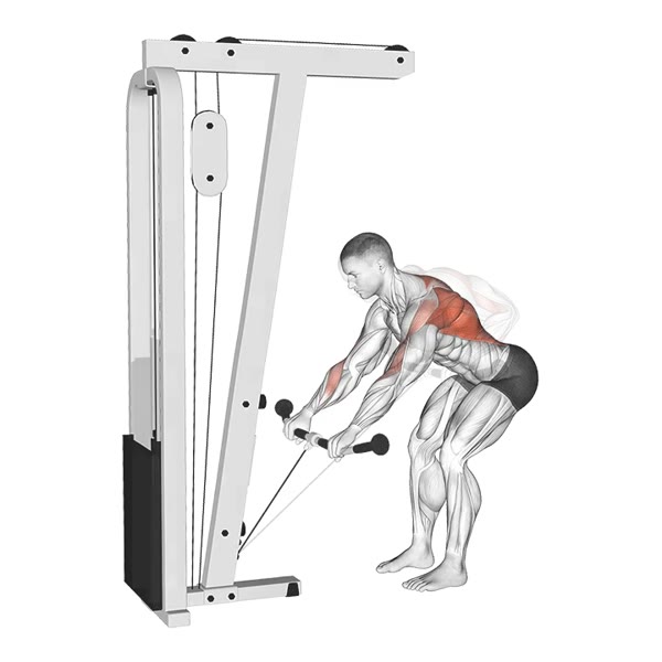 Pronated Lower Row on Low Pulley — ejercicio de Espalda, nivel Intermedio