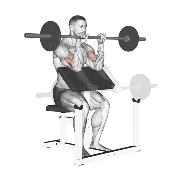 Pronation curl on Scott bench with barbell — ejercicio de Pecho, nivel Intermedio