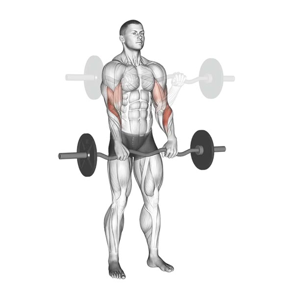 Pronation Curl with Z Bar — ejercicio de Bíceps, nivel Intermedio