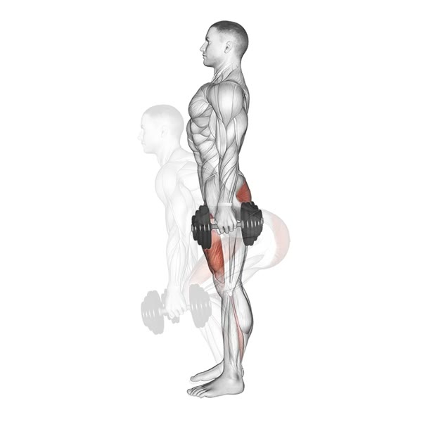 Quarter Dumbbell Squat — ejercicio de Pierna, nivel Principiante