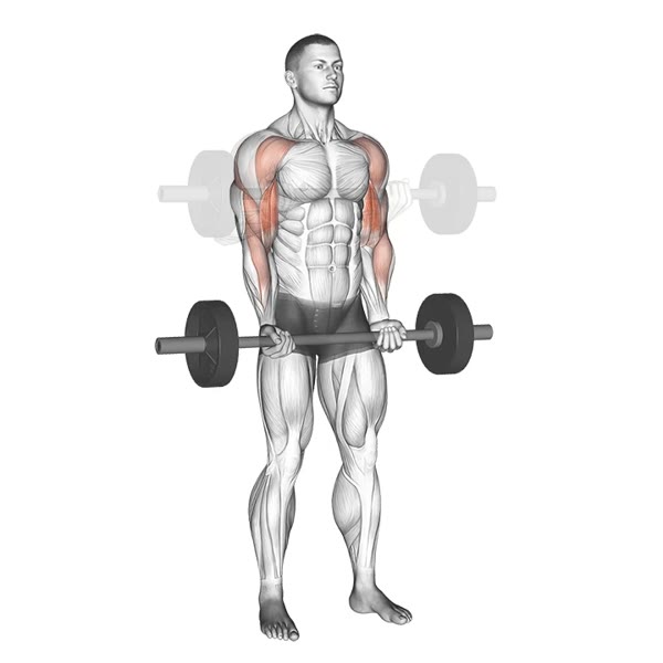 Retracted Supinated Curl with Barbell — ejercicio de Bíceps, nivel Intermedio