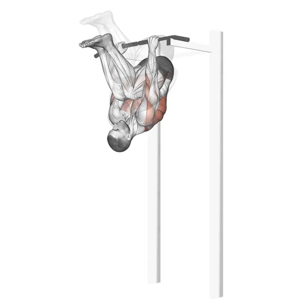 Reverse Pull Up — ejercicio de Espalda, nivel Intermedio