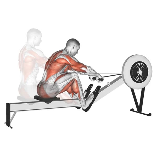 Rowing machine — ejercicio de Espalda, nivel Intermedio