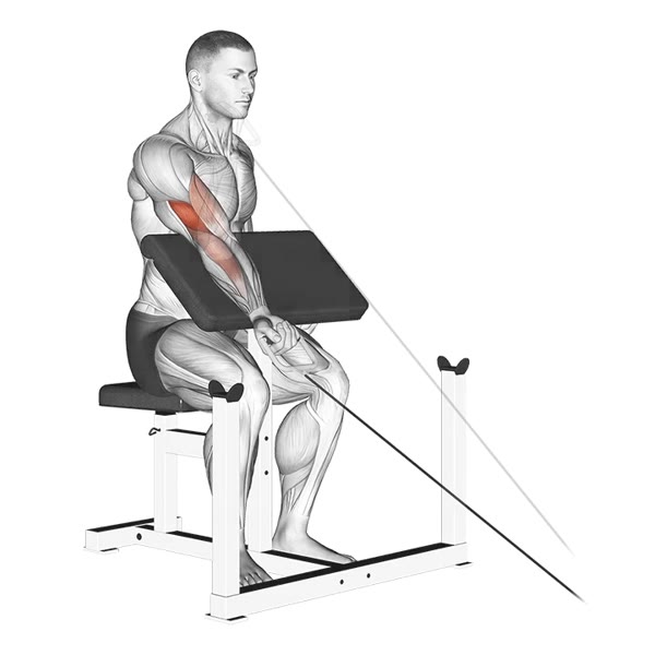 Scott Bench Curl in Supination Isolated with Pulley — ejercicio de Pecho, nivel Intermedio