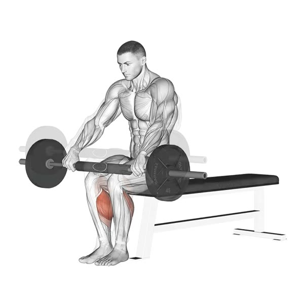 Seated Calf Extension with Barbell — ejercicio de Pierna, nivel Intermedio