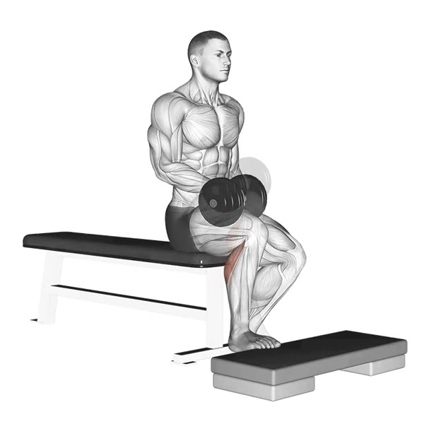 Seated Dumbbell Isolated Calf Extension — ejercicio de Pierna, nivel Intermedio