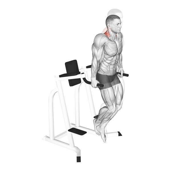 Shrinks in Parallel Bars — ejercicio de Hombros, nivel Intermedio