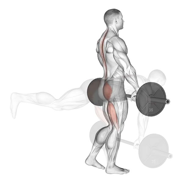Single leg deadlift with barbell — ejercicio de Pierna, nivel Avanzado