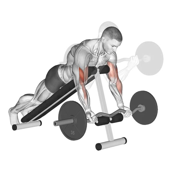 Spider Curl in Supination with Z Bar — ejercicio de Bíceps, nivel Intermedio