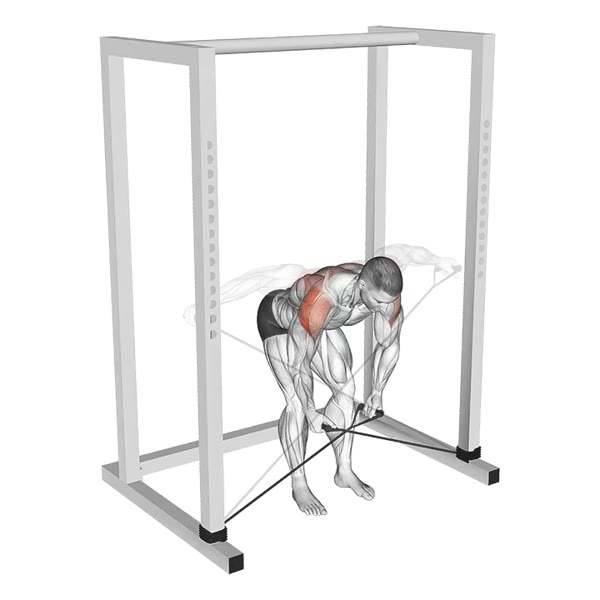 Standing Birds with Bands — ejercicio de General, nivel Intermedio