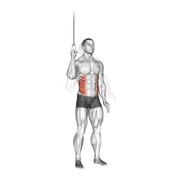 Standing Lateral Crunch on High Pulley — ejercicio de Abdomen, nivel Principiante