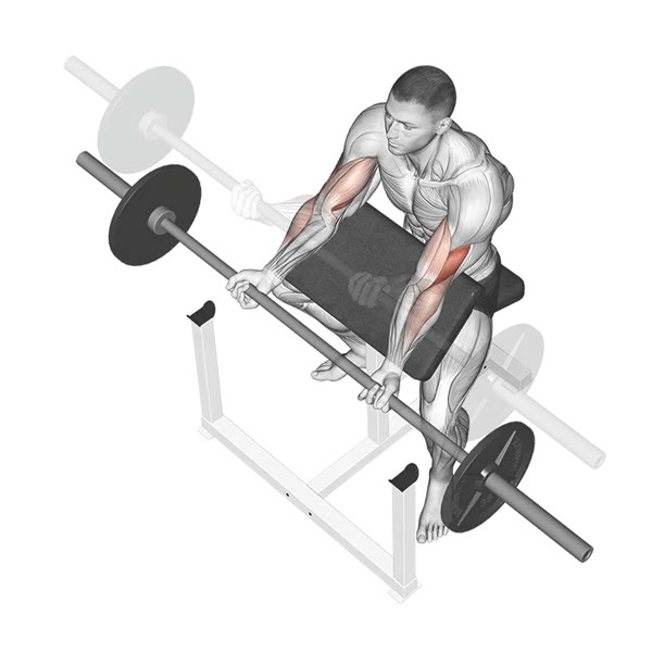 Supinated curl on Scott bench with barbell — ejercicio de Pecho, nivel Intermedio