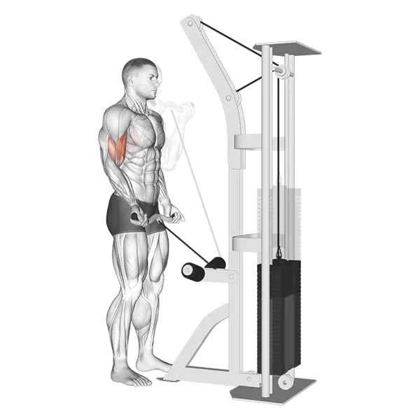 Supinated curl with Z grip on low pulley — ejercicio de Bíceps, nivel Intermedio