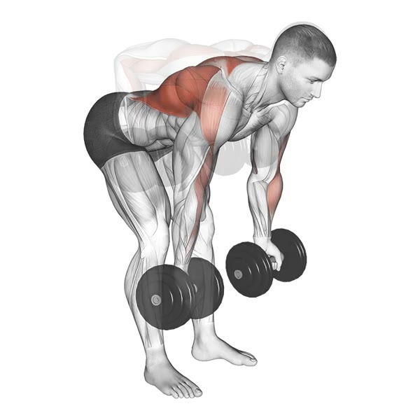 Supinated Dumbbell Row — ejercicio de Espalda, nivel Principiante