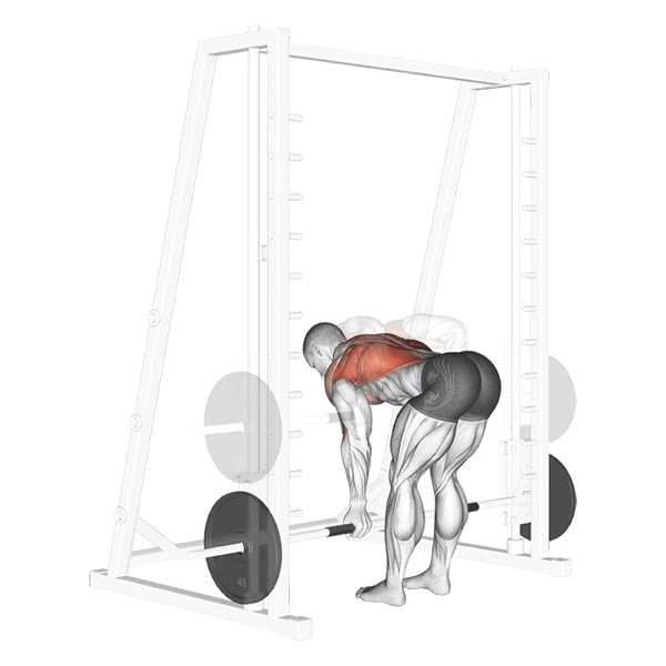 Supinated Row on Smith Machine — ejercicio de Espalda, nivel Intermedio