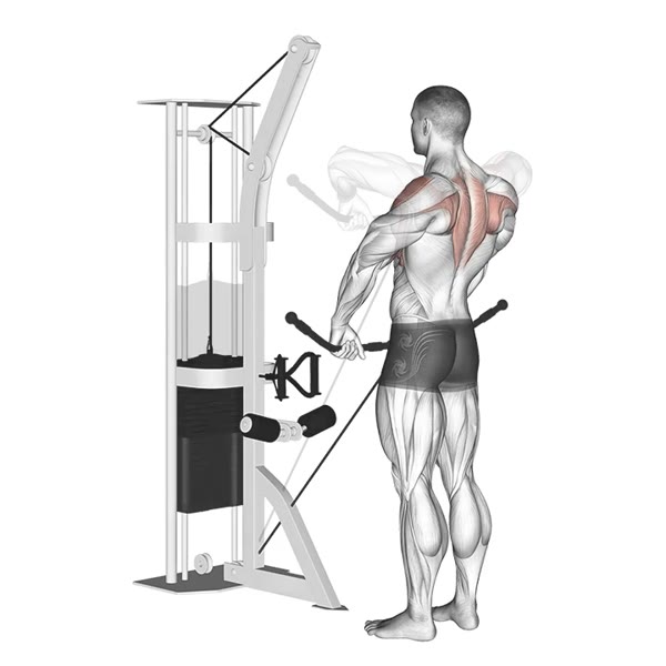 Upright row on cable machine — ejercicio de Espalda, nivel Intermedio