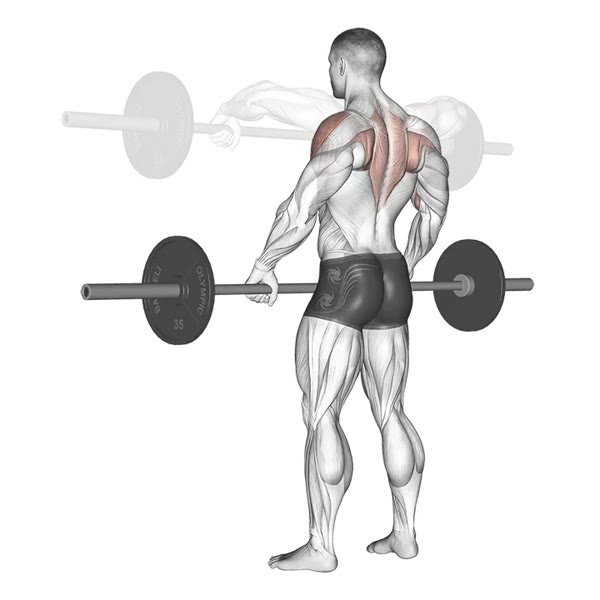 Upright row with barbell — ejercicio de Hombros, nivel Principiante