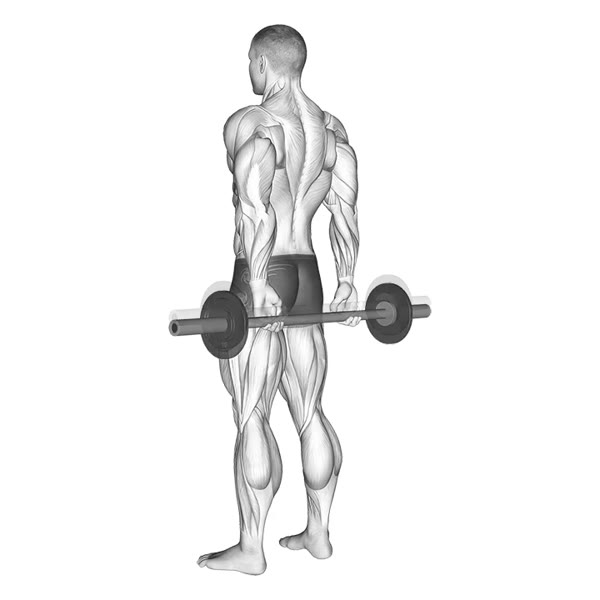 Vertical Barbell Finger Curl — ejercicio de Antebrazo, nivel Intermedio