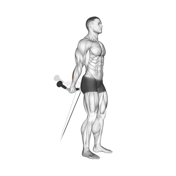 Vertical Curl on Low Pulley — ejercicio de Antebrazo, nivel Intermedio