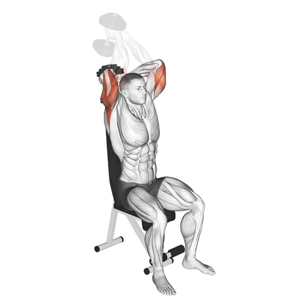 Vertical Dumbbell Extension — ejercicio de General, nivel Intermedio
