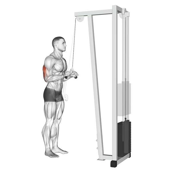 Vertical Extension in Pronation on High Pulley — ejercicio de General, nivel Intermedio