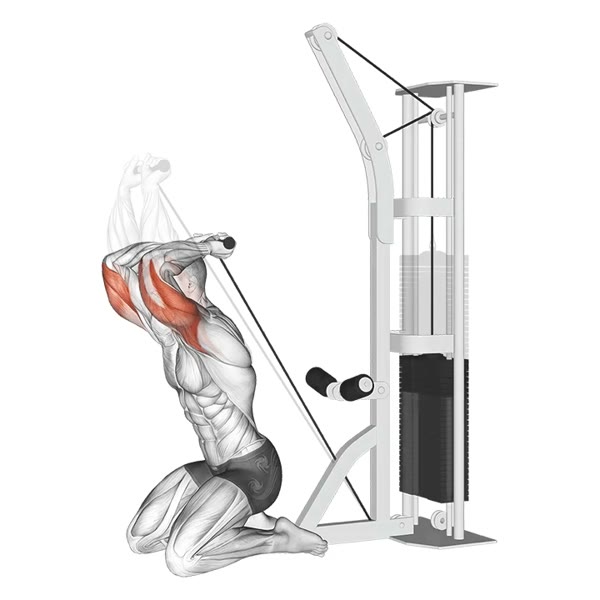 Vertical Extension in Pronation on Low Pulley — ejercicio de General, nivel Intermedio
