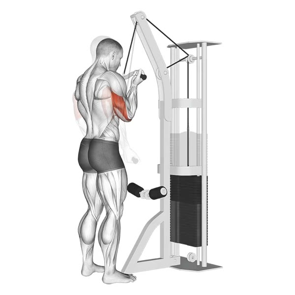 Vertical Extension in Supination on High Pulley — ejercicio de General, nivel Intermedio