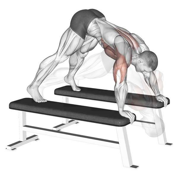 Vertical Flexions Between Benches — ejercicio de Pecho, nivel Intermedio