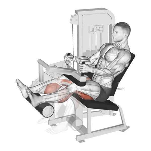 Vertical Leg Curl on Machine — ejercicio de Pierna, nivel Intermedio